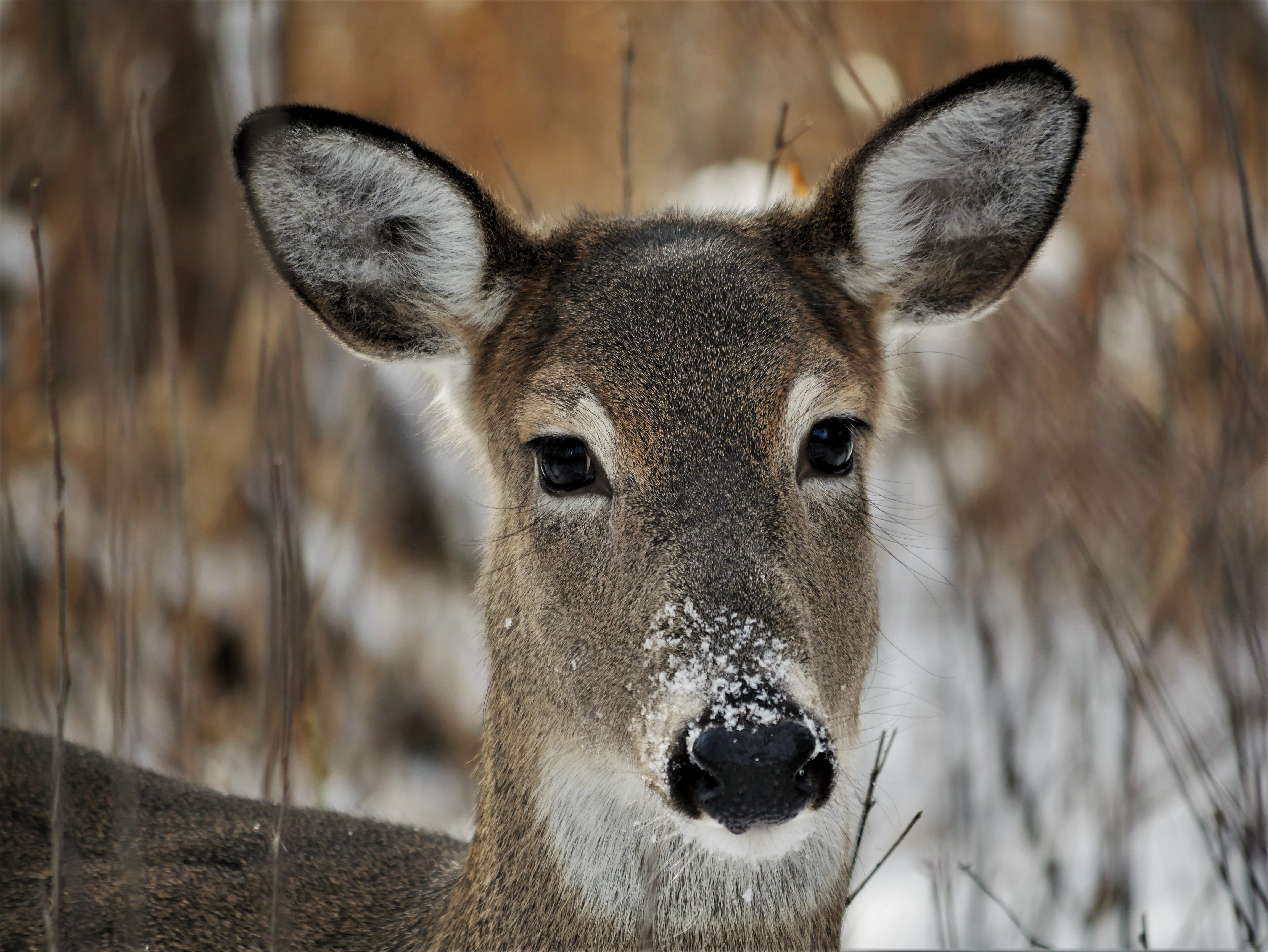 Snow Doe