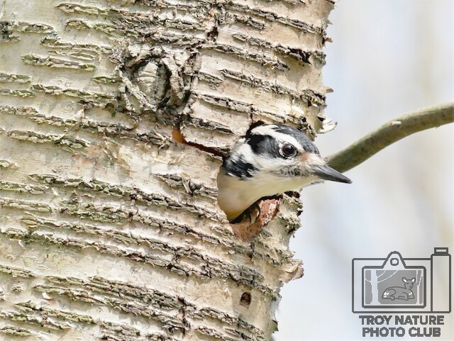 Downy Woodpecker3