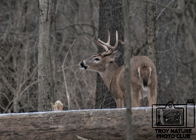 January Buck