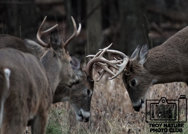 Buck Brawl 2