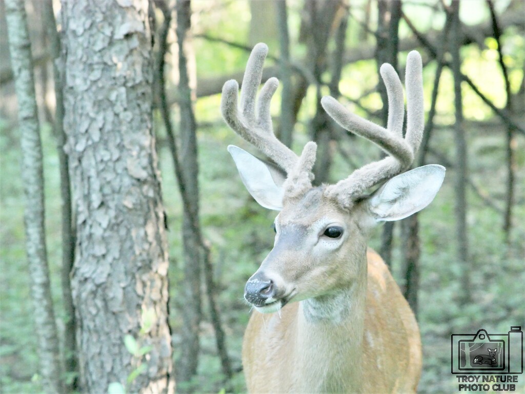 Velvet Whitetail
