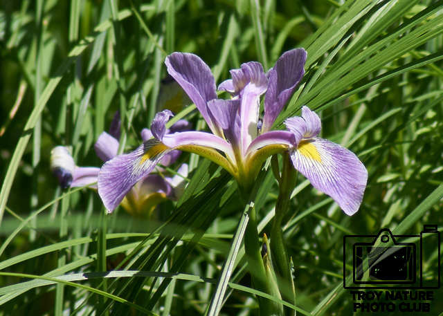 Wild Blue Flag Iris