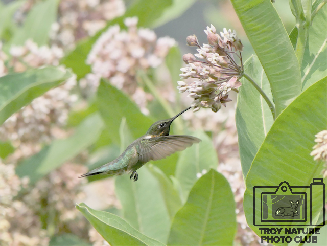 Hummer 1