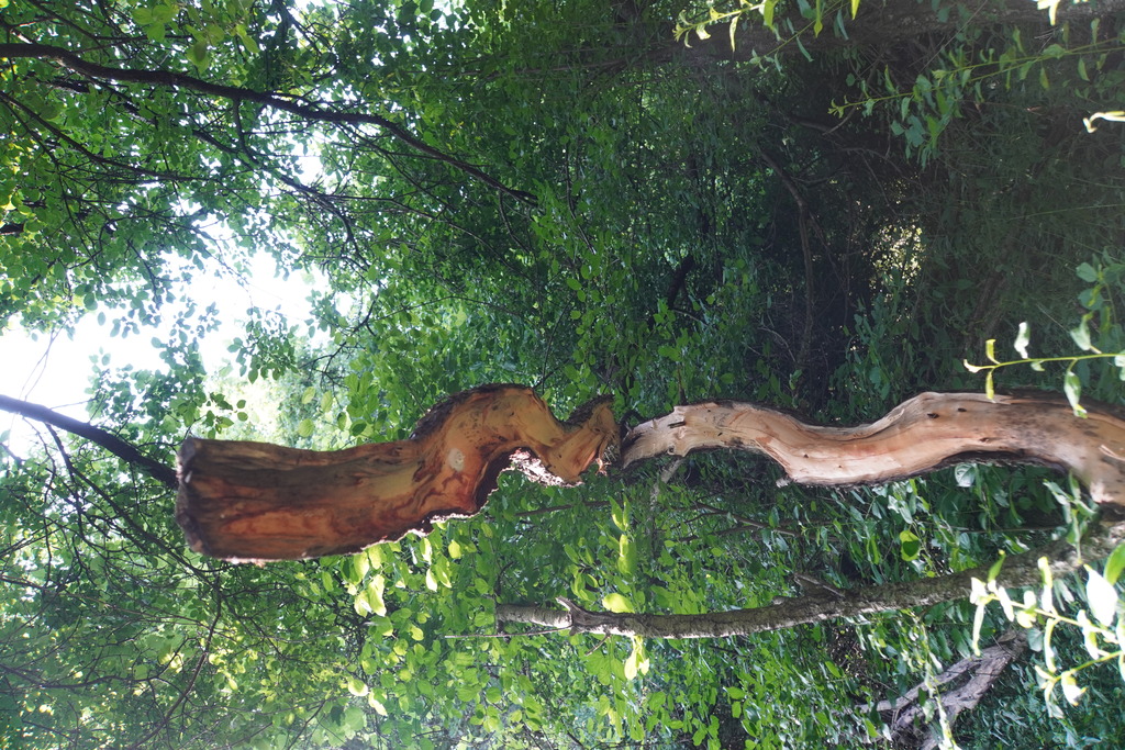 DSC02971