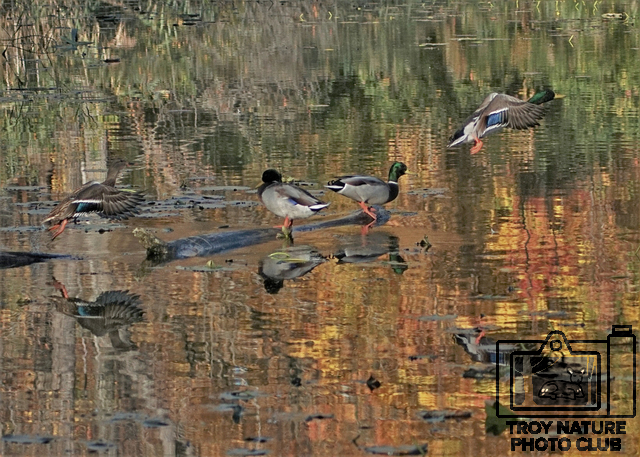 Autumn Mallards