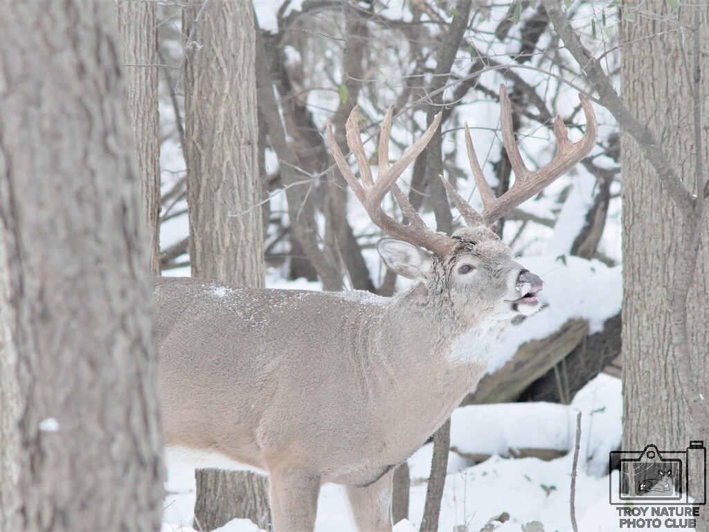 Cold Buck