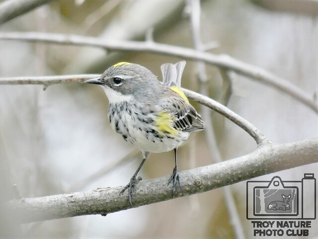 Warbler1