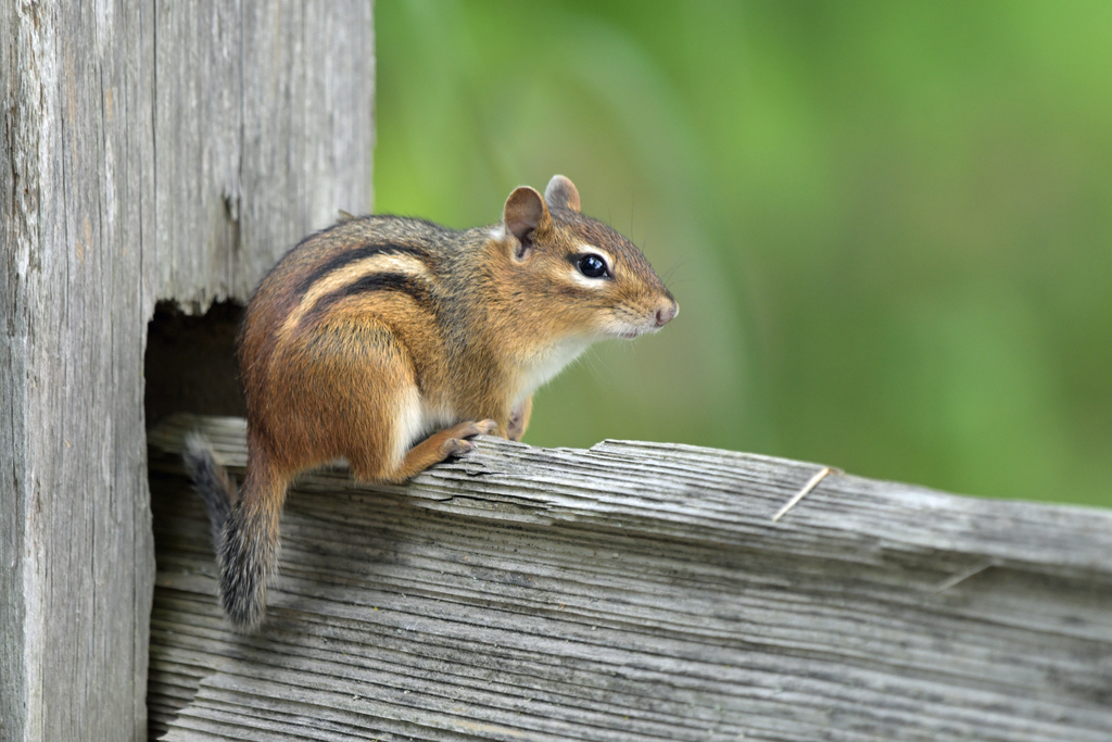 Chipmunk