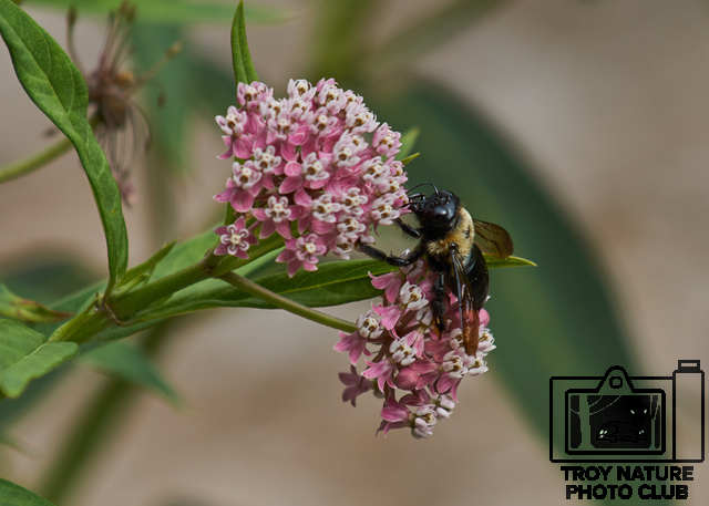 Bumblebee2