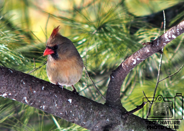 Cardinal