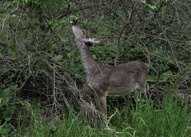 Giraffe?