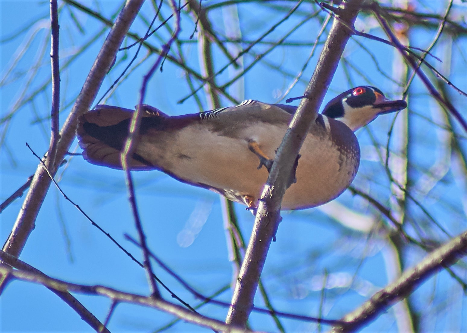 Wood Duck