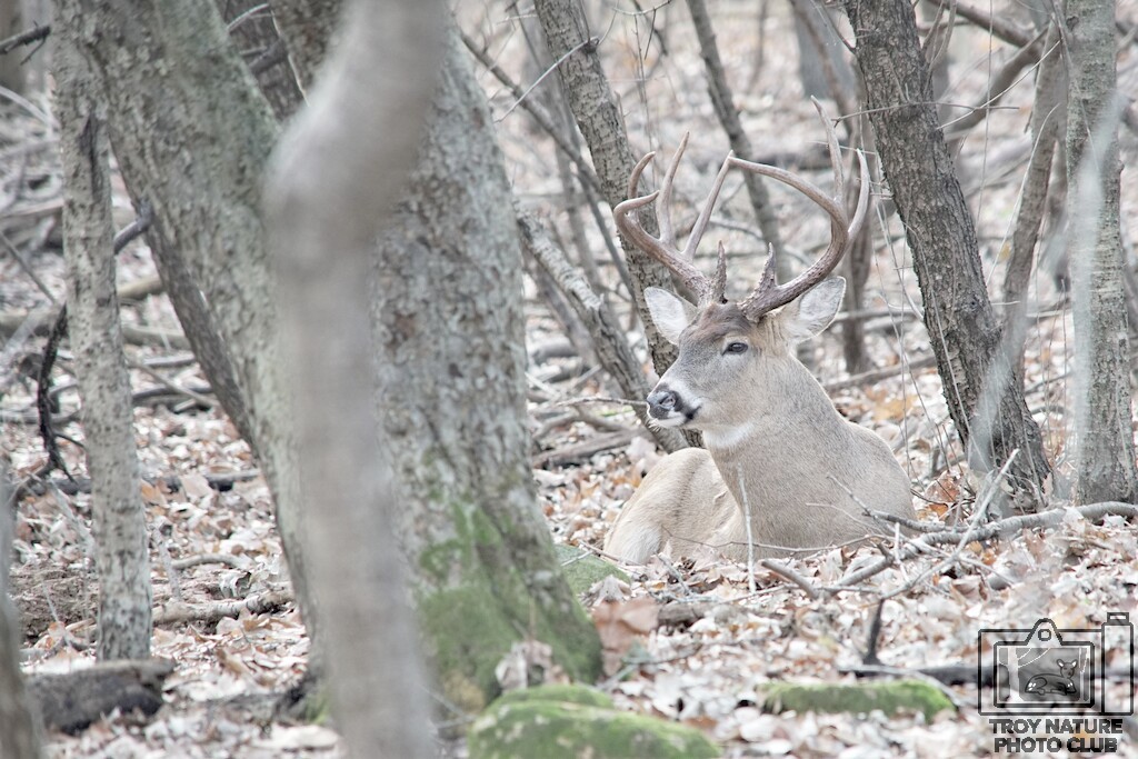 Christmas Whitetail Buck