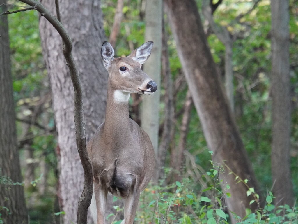DSC03923