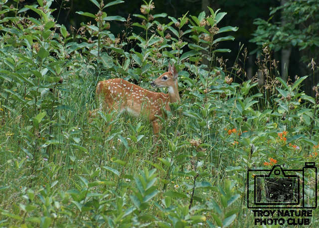 Fawn in Cover