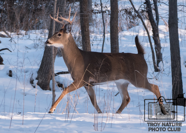 Whitetail Trot