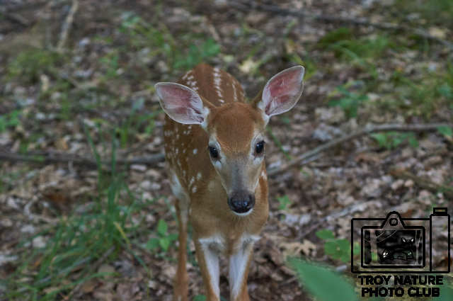 Fawn