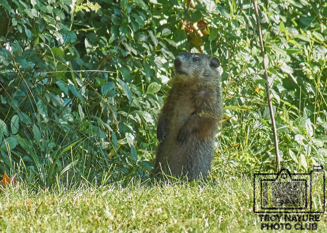 Wood Chuck2