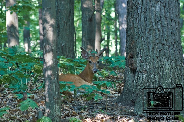 Velvet Buck