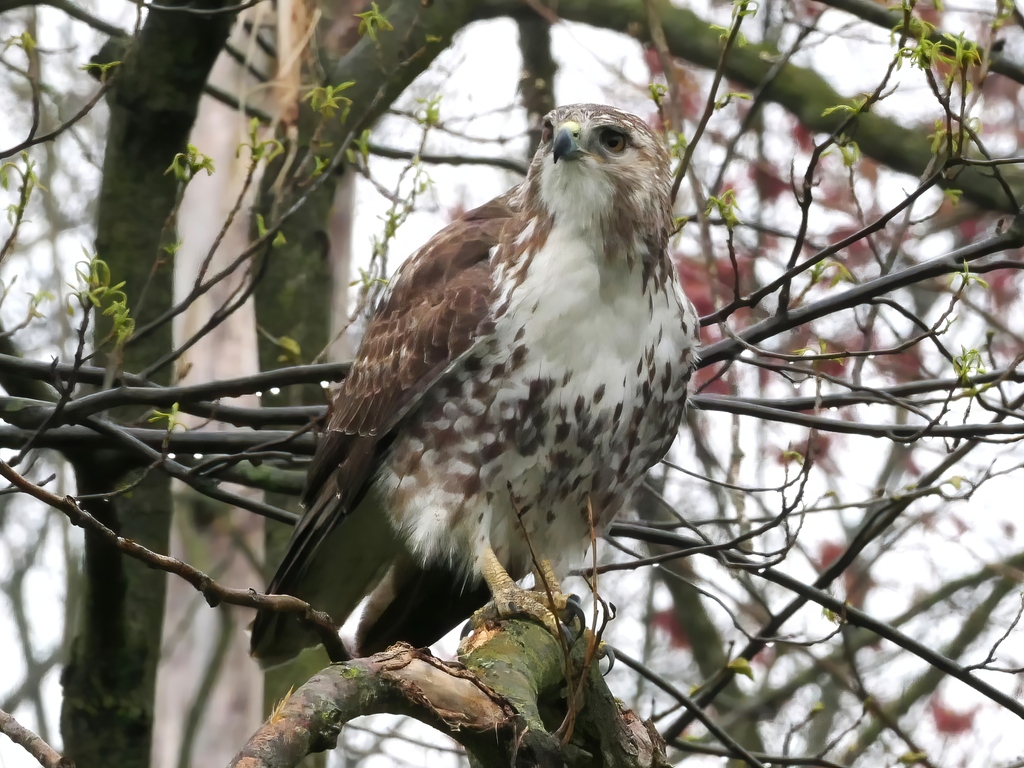 Hawk