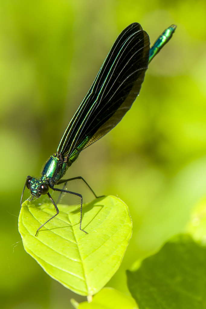 Damselfly