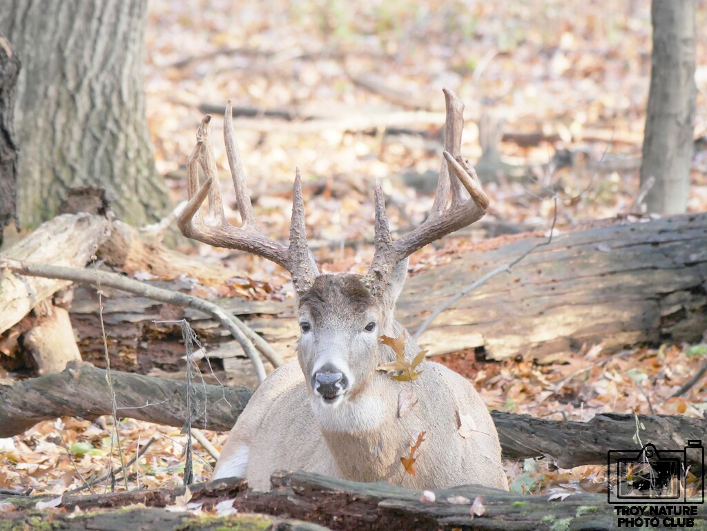 Ten Point