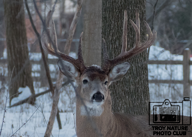 11 Point