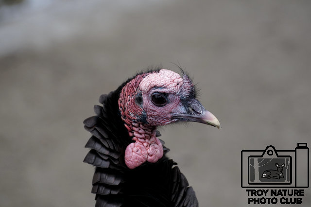 Turkey