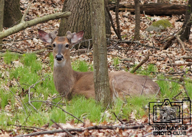 Antlers Begining