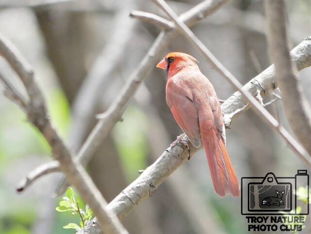 Cardinal