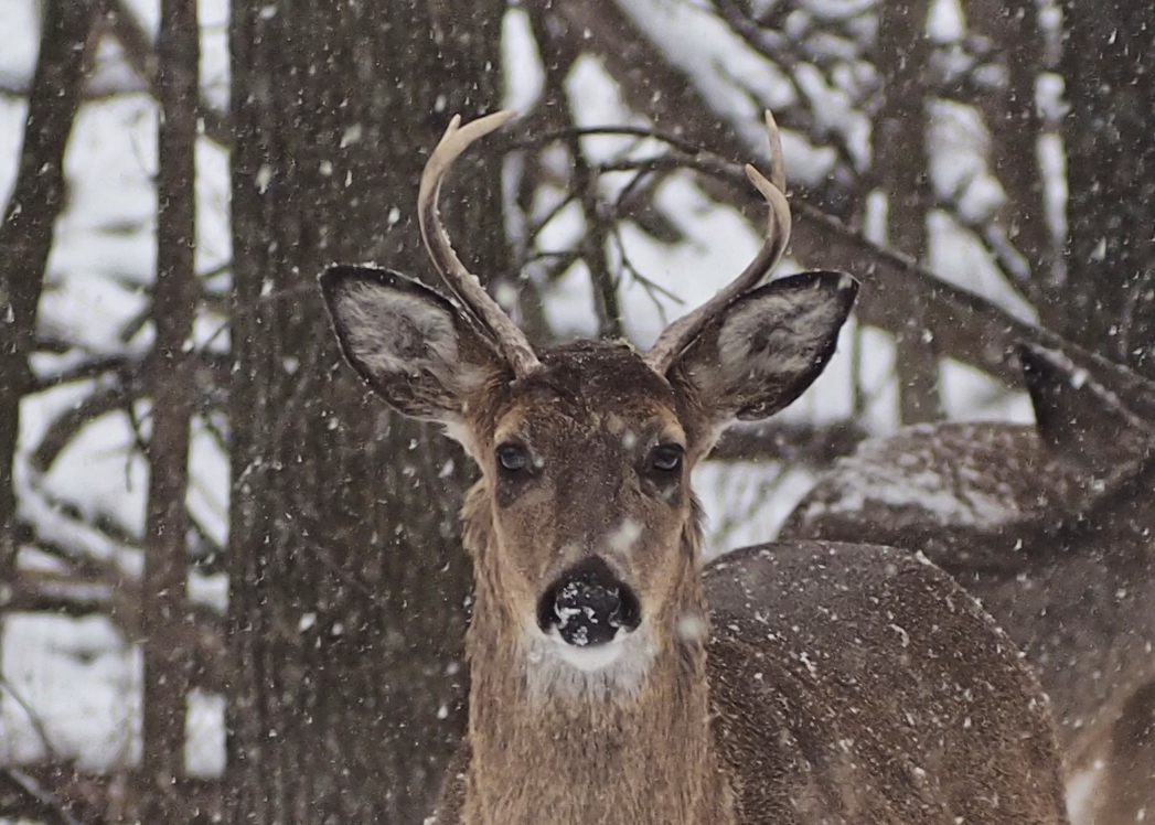 Snow Shoe Weather