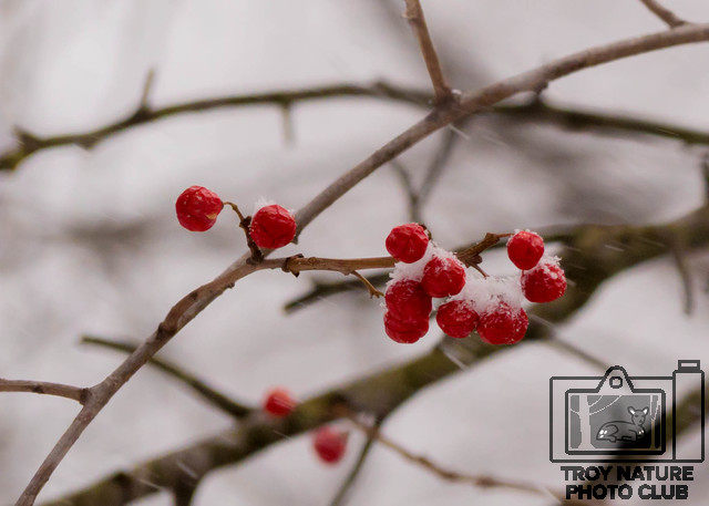 Vivid Winter Red