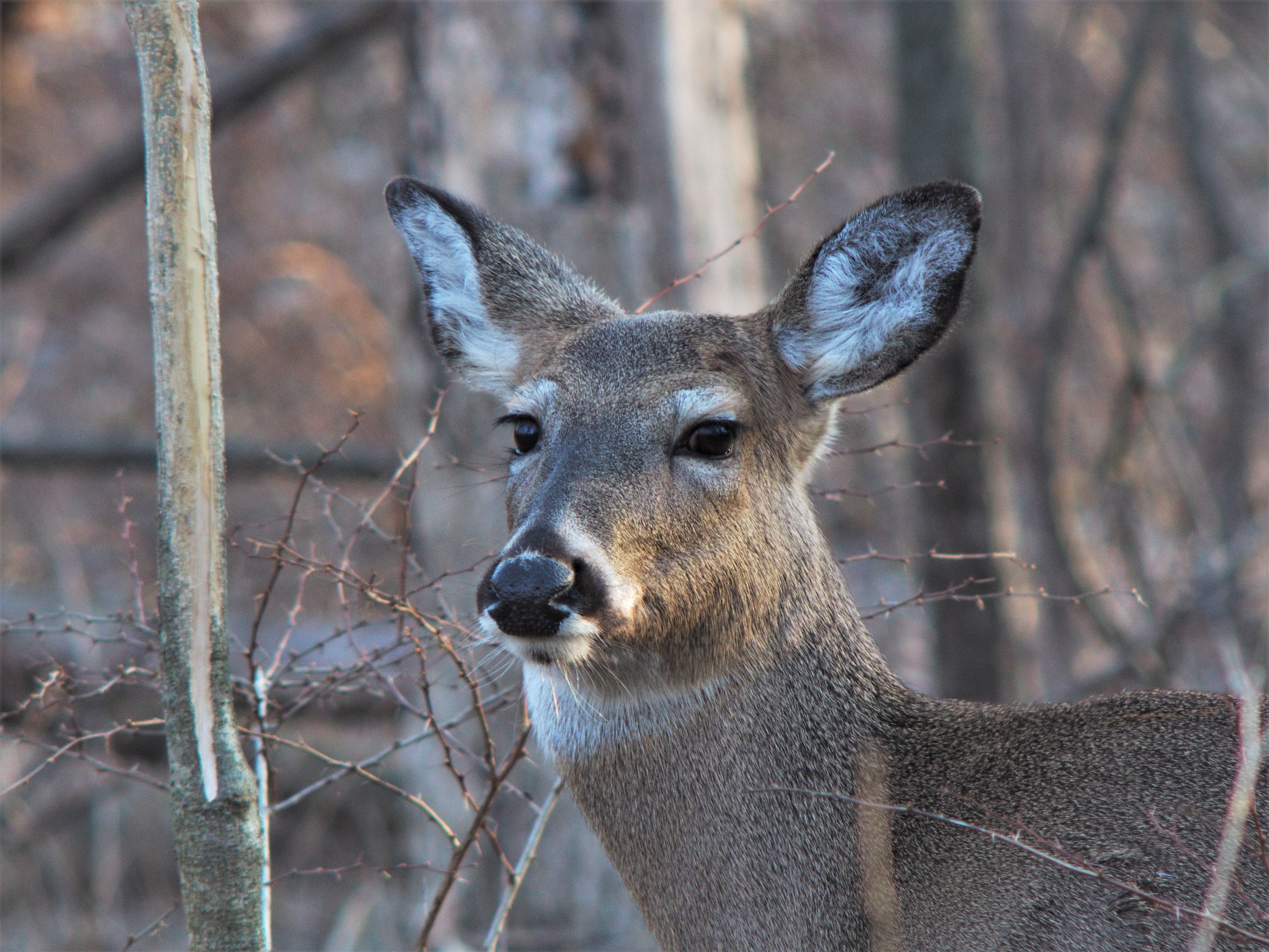 Whitetail Doe