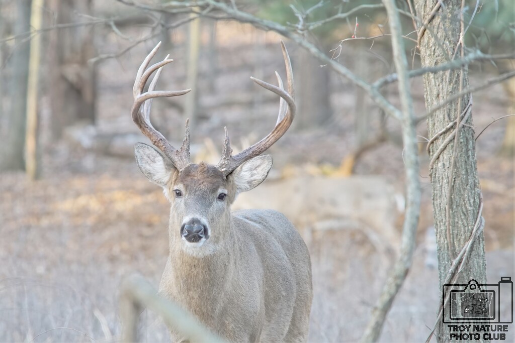 12 Point