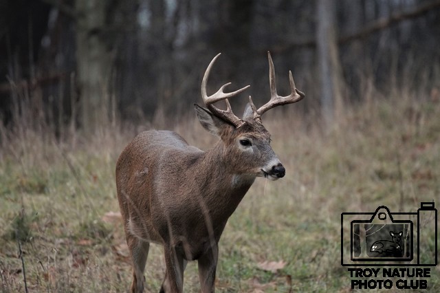 Whitetail Buck 4