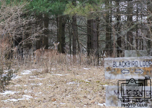 Trail Deer