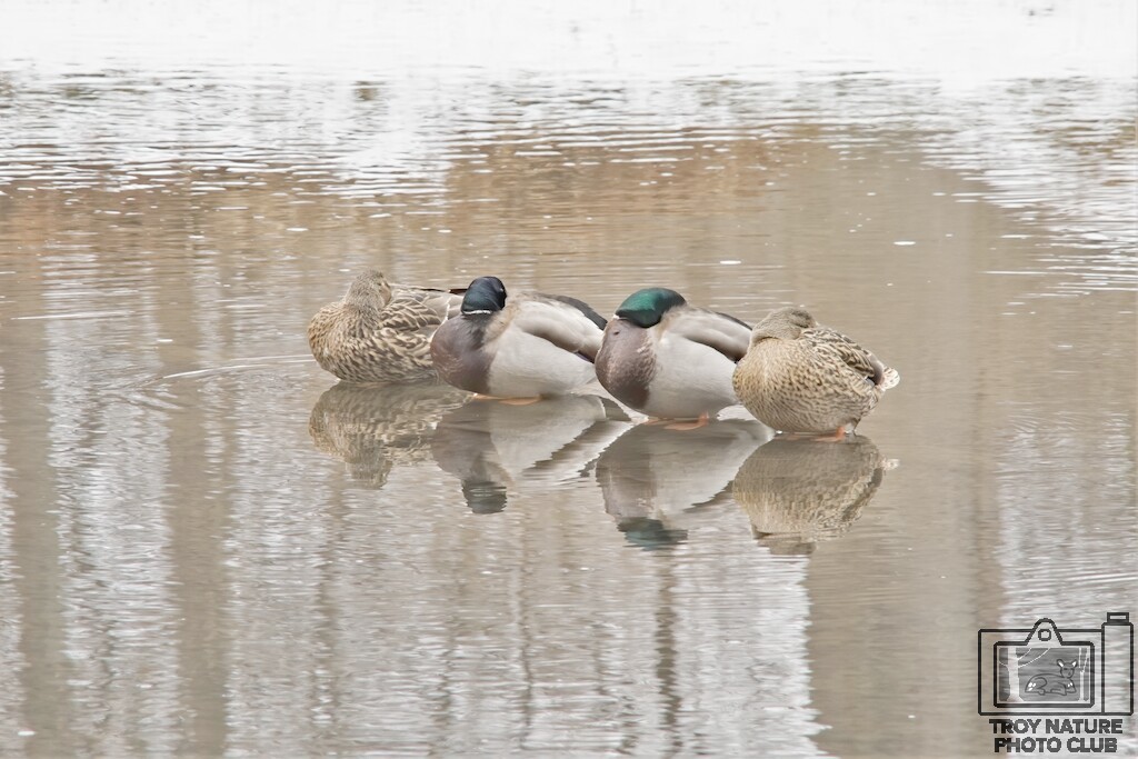 Ducks in a Row