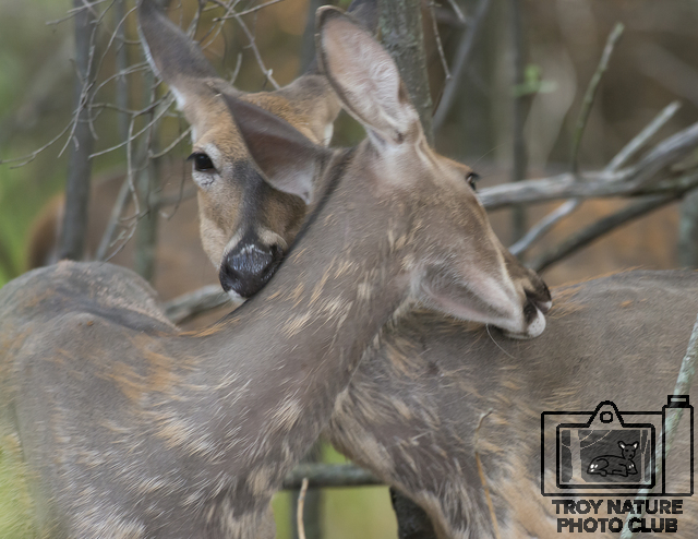 DSC_2978 PSR001c 110 x 85 2 deer 