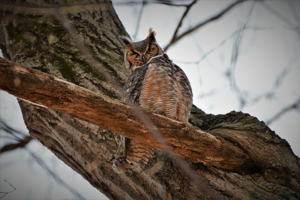 DSC_8557 (2)Owl female