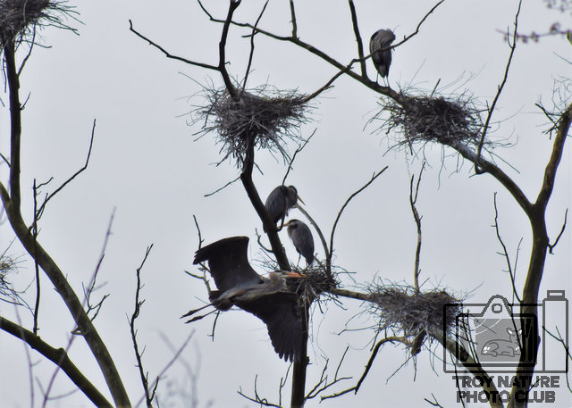 Great Blue Heron 2