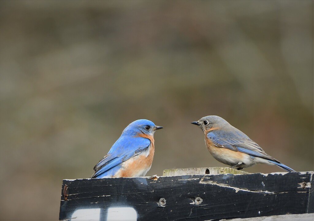 DSC_9204.jpg1Blue birds on the house