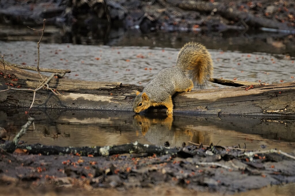 Thirsty Squirrel