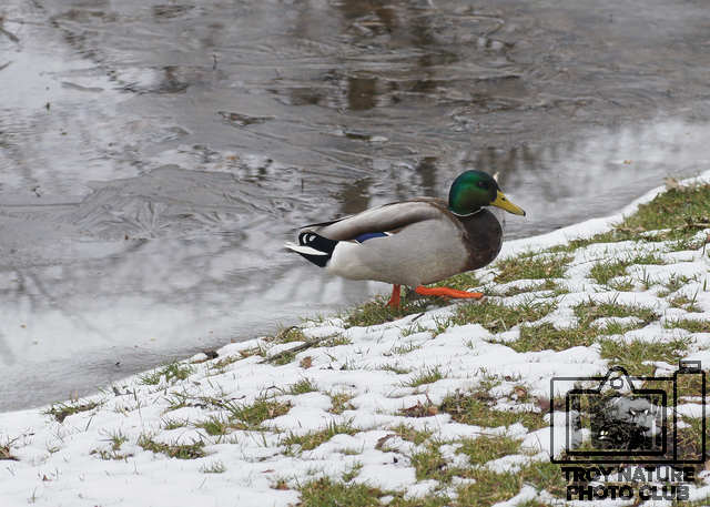 Mallard