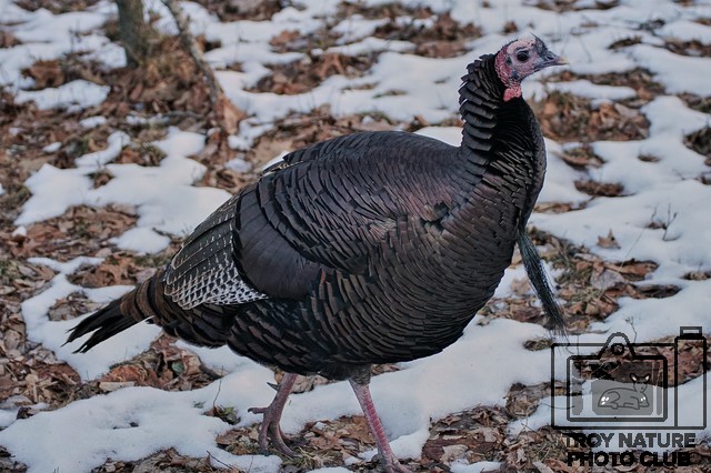 Tom Turkey