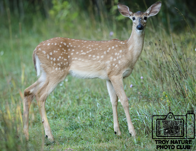 DSC_1514PSR001c 110 x 85 300ppi fawn standing