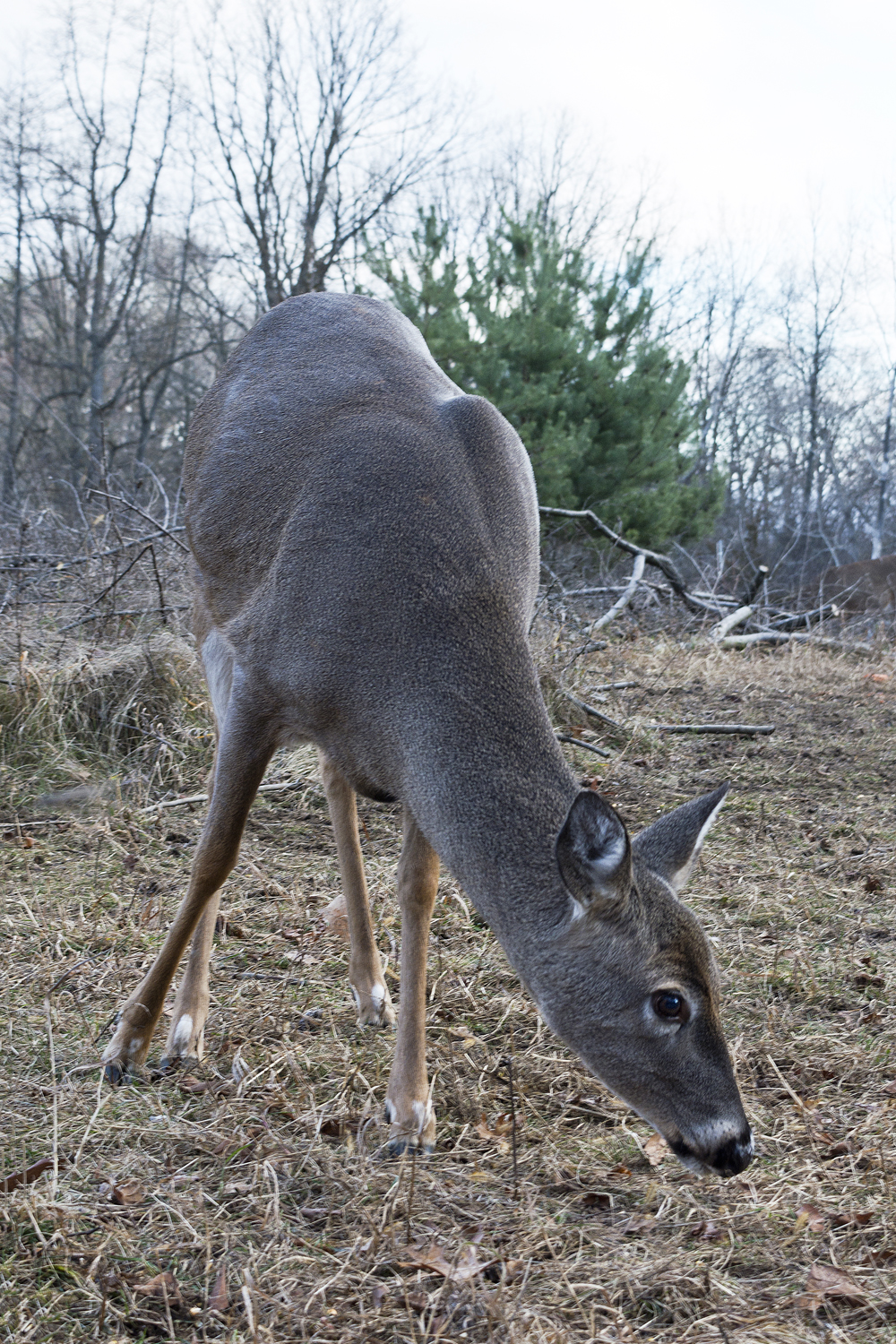 walk-december_006