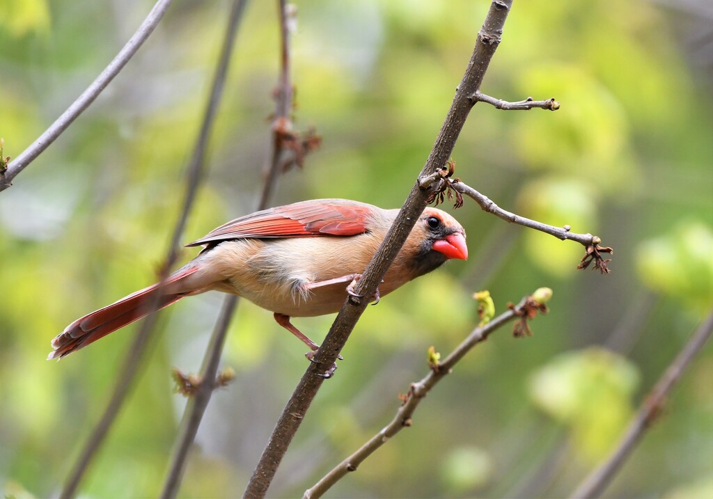 DSC_7936 Cardinal, feemelle