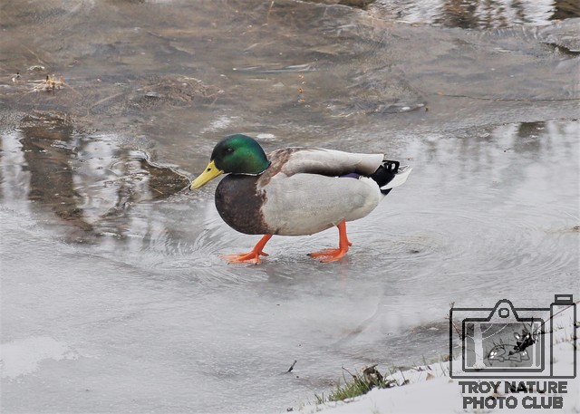 Orange Foot