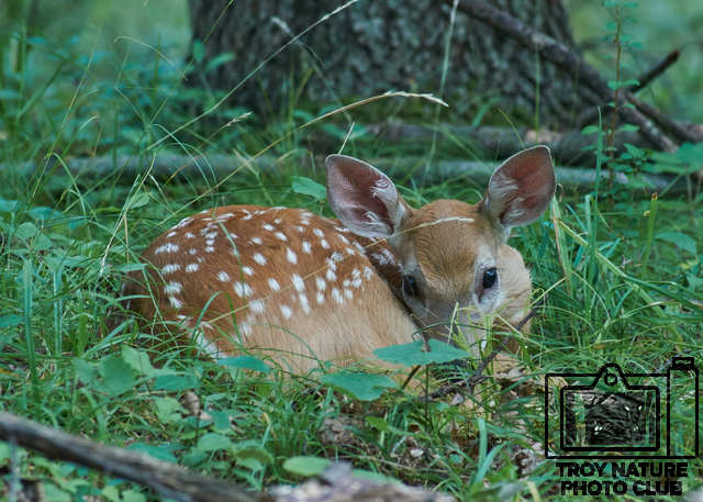 Fawn2