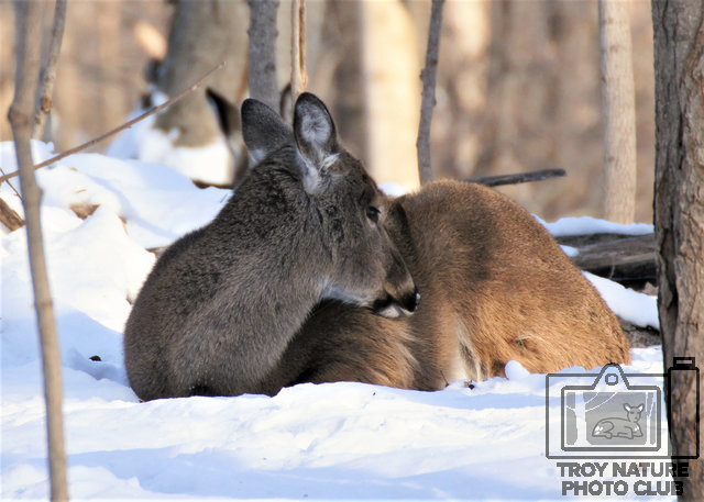 Sleepy-Timmer-03
